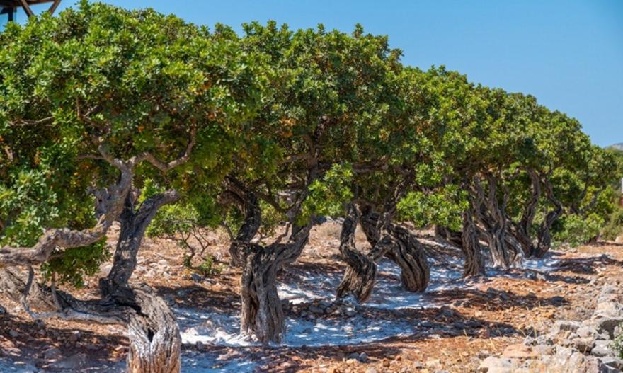 Μαστίχα Χίου: Το παγκόσμιο brand που περνά από γενιά σε γενιά