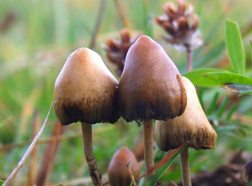 Τα «μαγικά μανιτάρια» μπαίνουν στην αγορά της θεραπείας προβλημάτων ψυχικής υγείας