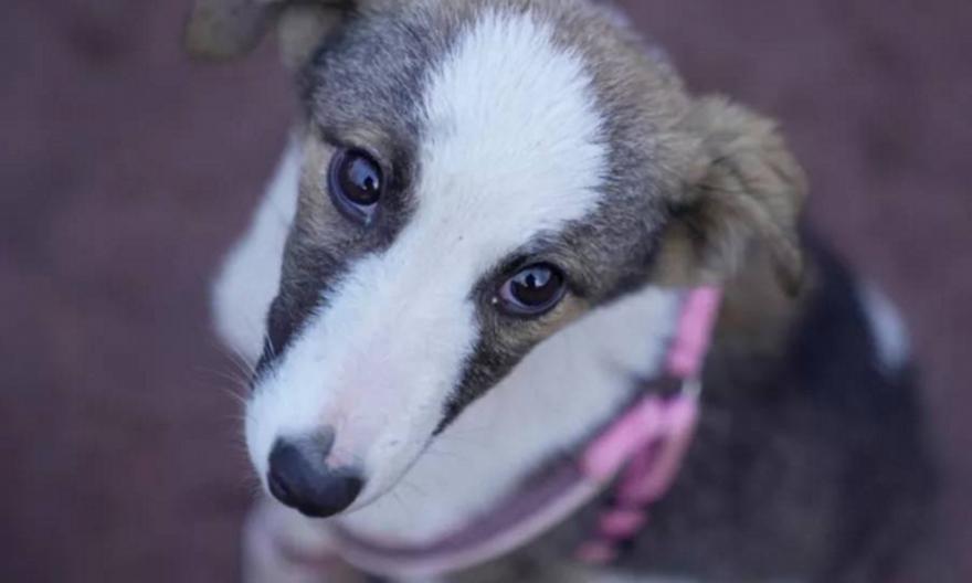 Σκύλος έτρεχε δεμένος δίπλα σε ΙΧ - Συνελήφθη ο 67χρονος οδηγός