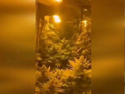 «Πλήγμα» της ΕΛ.ΑΣ σε κύκλωμα καλλιέργειας ναρκωτικών στη Ρόδο - Εντοπίστηκε εργαστήριο υδροπονικής κάνναβης