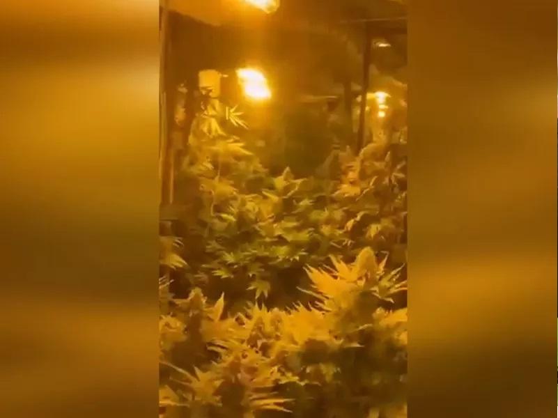 «Πλήγμα» της ΕΛ.ΑΣ σε κύκλωμα καλλιέργειας ναρκωτικών στη Ρόδο - Εντοπίστηκε εργαστήριο υδροπονικής κάνναβης