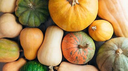 Πόσα είδη κολοκύθας υπάρχουν; Πάνω από 800 για την ακρίβεια!