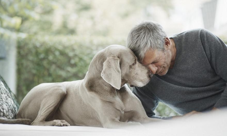 Η χρυσή εποχή των κατοικιδίων – Πώς η μοναξιά γεμίζει τα ταμεία μιας αναπτυσσόμενης αγοράς