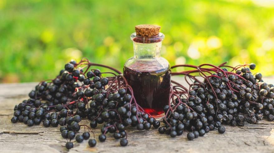 Σαμπούκος: Το μούρο που μπορεί να καταπραϋνει τα συμπτώματα του κρυολογήματος