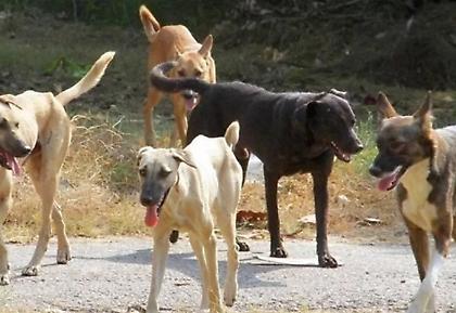 Πρώην αντιδήμαρχοι της Θεσσαλονίκης καταδικάστηκαν για τον θάνατο 65χρονου από αγέλη σκύλων