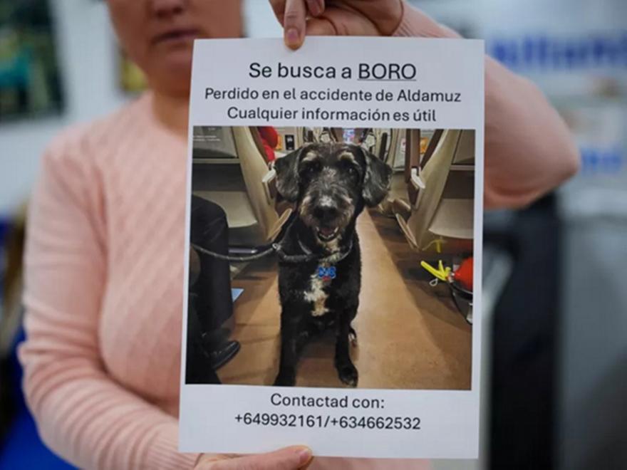 Διασώθηκε, μετά από τέσσερις μέρες, ο σκύλος που αγνοείτο στο σιδηροδρομικό δυστύχημα στην Ισπανία