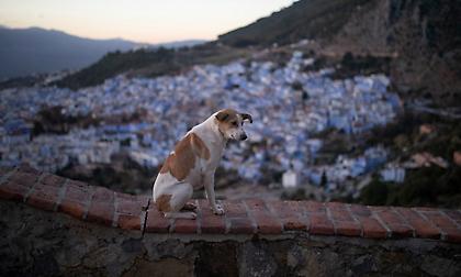 Σφαγεία, δηλητηριάσεις και πυροβολισμοί: Σοκαριστικές καταγγελίες για τα αδέσποτα στο Μαρόκο ενόψει Μουντιάλ 2030!