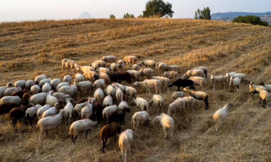 Σε κομβικό σημείο η αντιμετώπιση της ευλογιάς των προβάτων - Προειδοποιήσεις για τυχόν χαλάρωση των μέτρων