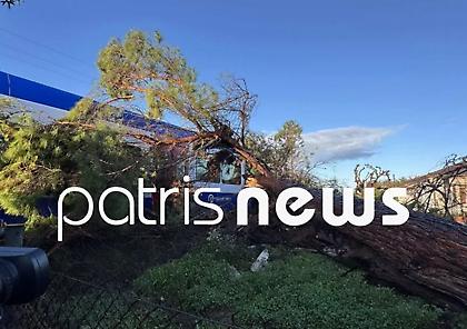 Πεύκο έπεσε πάνω σε τρένο που εκτελούσε το δρομολόγιο Πύργος – Κατάκολο - Τραυματίας ο μηχανοδηγός