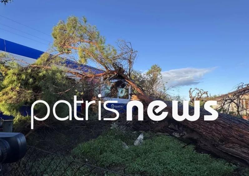 Πεύκο έπεσε πάνω σε τρένο που εκτελούσε το δρομολόγιο Πύργος – Κατάκολο - Τραυματίας ο μηχανοδηγός