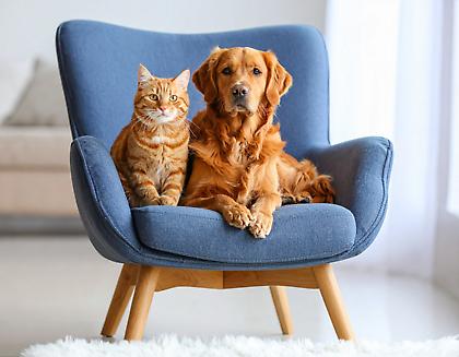 Υπέροχα σκυλάκια και γατιά μέχρι που σου παίρνουν τη μπουκιά από το στόμα (κυριολεκτικά)