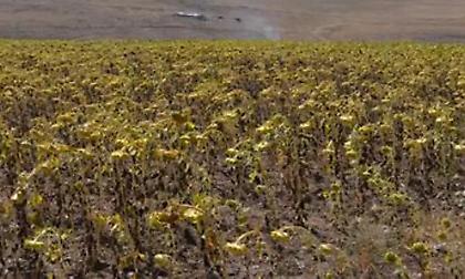 Τουρκία: Κίνδυνος επισιτιστικής κρίσης λόγω ξηρασίας