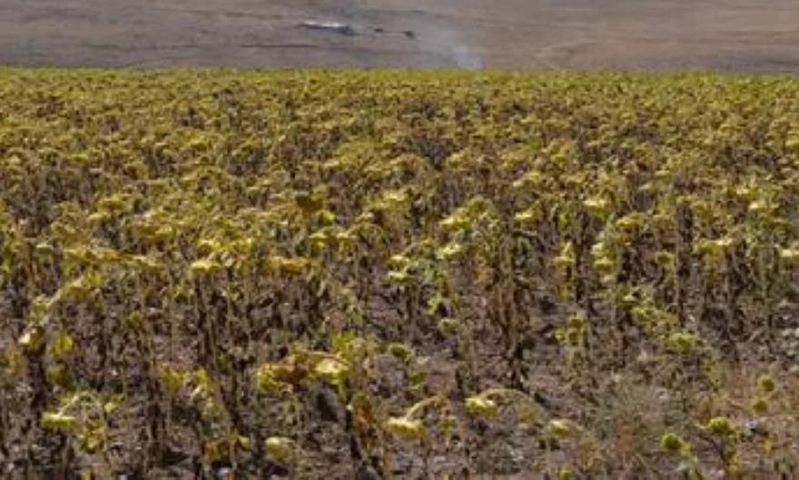 Τουρκία: Κίνδυνος επισιτιστικής κρίσης λόγω ξηρασίας