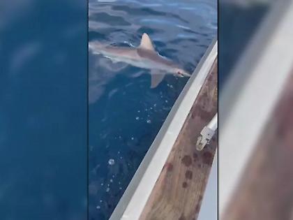 Καρχαρίας 2,5 μέτρων εμφανίστηκε ανοιχτά της Ερμιόνης