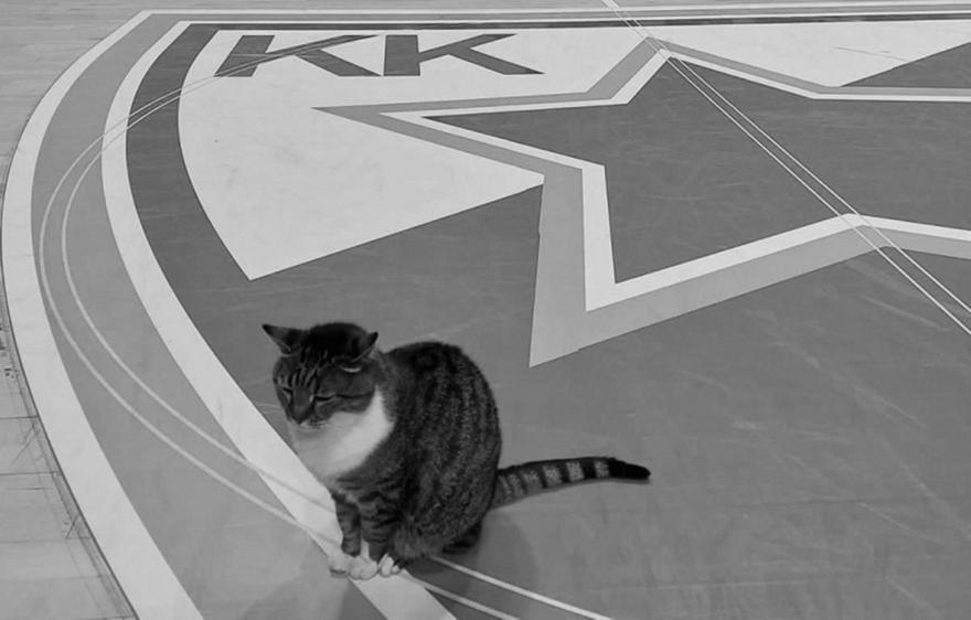 Πέθανε η θρυλική γάτα Λιούμπιτσα της «Χάλα Πιονίρ»-Το μήνυμα του Ερυθρού Αστέρα