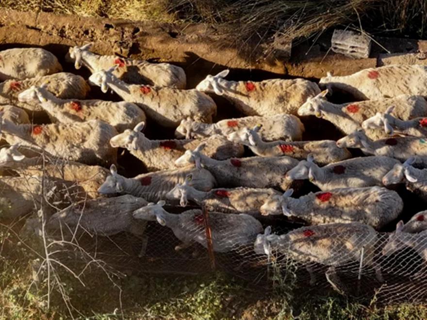 Η ευλογιά στο επίκεντρο της συνάντησης κτηνοτρόφων με Μητσοτάκη - Την Παρασκευή τα τρακτέρ στην Αθήνα