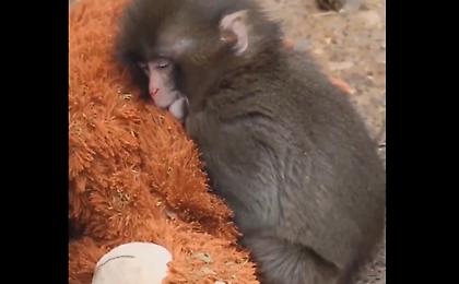 Συγκινεί το μωρό μαϊμουδάκι που βρήκε «παρηγοριά» σε ένα λούτρινο μετά την απόρριψη από τη μητέρα του