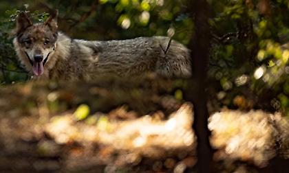 Λύκος επιτέθηκε σε ομάδα περιπατητών στα Βασιλικά Κτήματα στο Τατόι