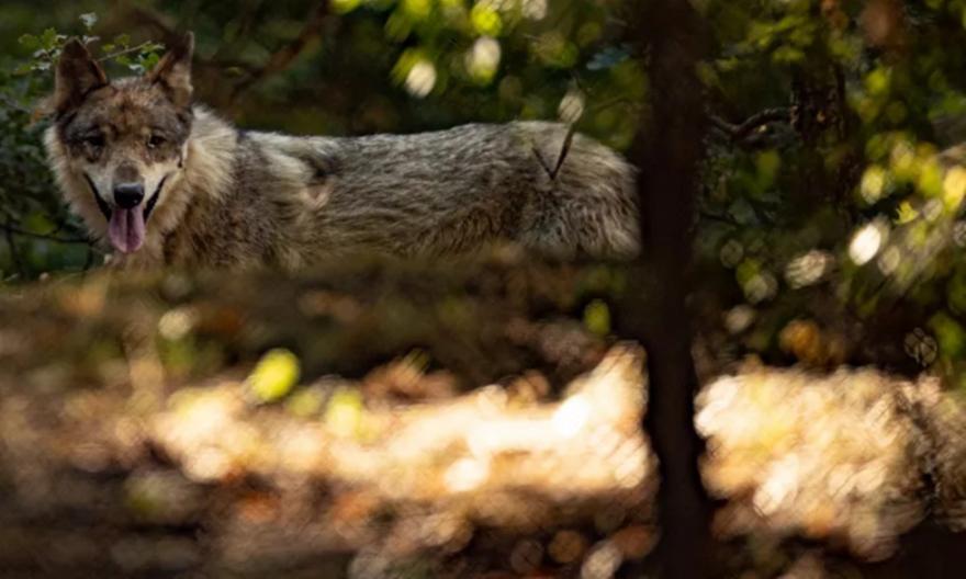 Λύκος επιτέθηκε σε ομάδα περιπατητών στα Βασιλικά Κτήματα στο Τατόι