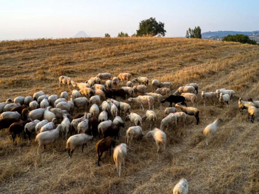Συναγερμός για αφθώδη πυρετό στην Κύπρο - Θανάτωση ζώων και αυστηρά μέτρα βιοασφάλειας