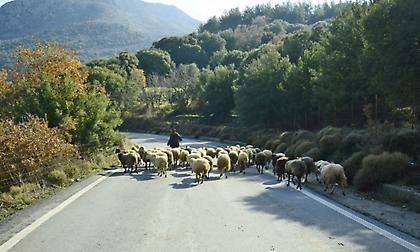 Με έδρα την Κρήτη πήραν επιδότηση για βοσκοτόπια σε άλλα νησιά