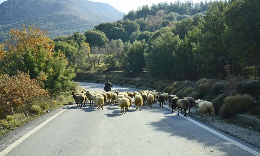 Με έδρα την Κρήτη πήραν επιδότηση για βοσκοτόπια σε άλλα νησιά