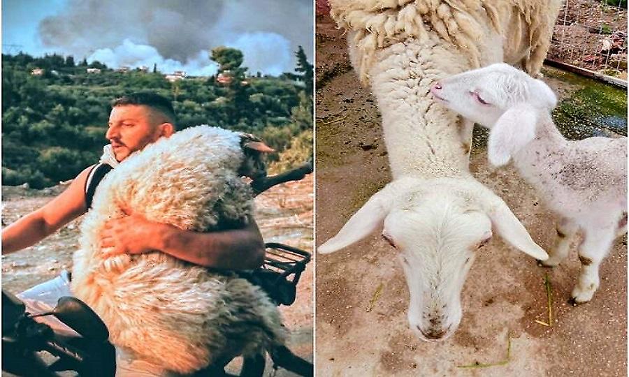 Η Μέλπω που σώθηκε από τη μεγάλη φωτιά και έγινε viral, έφερε στον κόσμο τη μικρή Χαλβά