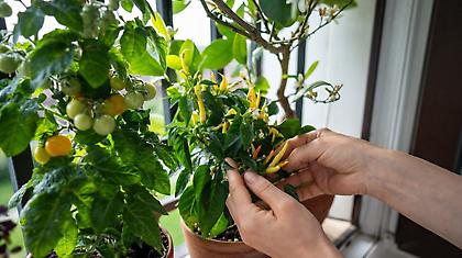 7 λαχανικά και μυρωδικά που μπορείς να φυτέψεις αυτή την εποχή στο σπίτι