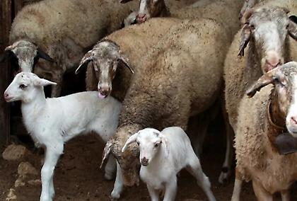 Λέσβος: Επιβεβαιωμένο κρούσμα αφθώδους πυρετού - Άμεση εφαρμογή μέτρων περιορισμού και εκρίζωσης της νόσου