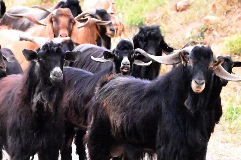 Δεύτερο κρούσμα αφθώδους πυρετού σε κτηνοτροφική μονάδα στην Πελόπη στη Λέσβο