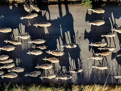 Τρία νέα επιβεβαιωμένα κρούσματα αφθώδους πυρετού σε ζώα στη Λέσβο