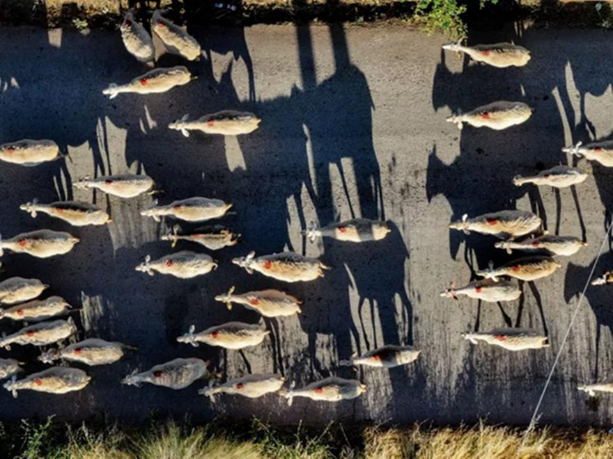 Τρία νέα επιβεβαιωμένα κρούσματα αφθώδους πυρετού σε ζώα στη Λέσβο