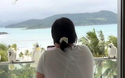 Epic! Τάϊσαν έναν παπαγάλο στο μπαλκόνι του resort τους και έφερε όλη του την οικογένεια!