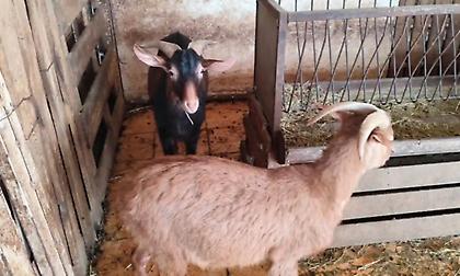 Αμπελόκηποι: CEO γνωστής εταιρείας είχε το παράνομο μαντρί σε ταράτσα 16ου ορόφου