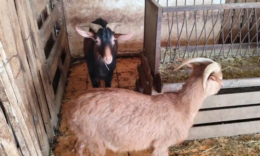 Αμπελόκηποι: CEO γνωστής εταιρείας είχε το παράνομο μαντρί σε ταράτσα 16ου ορόφου