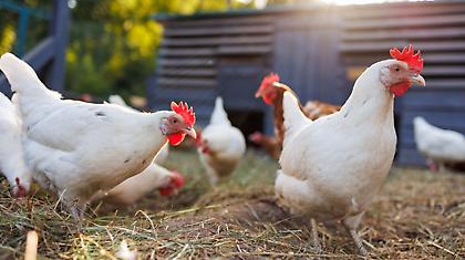 Κι όμως υπάρχουν κότες που κάνουν πασχαλινά αυγά κάθε μέρα!
