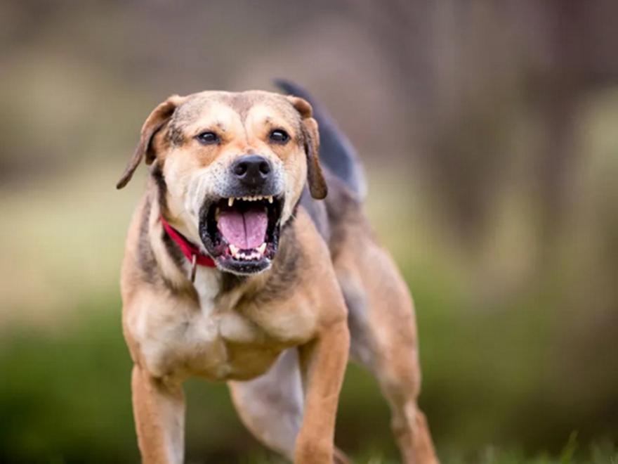 Στο νοσοκομείο κοριτσάκι 2 ετών, το δάγκωσε σκύλος