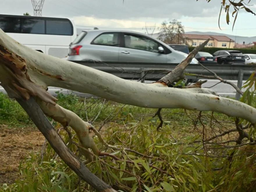 Συνεχίζονται οι πτώσεις δέντρων σε όλη την Θεσσαλονίκη, δύο παιδιά τραυματίστηκαν ελαφρά