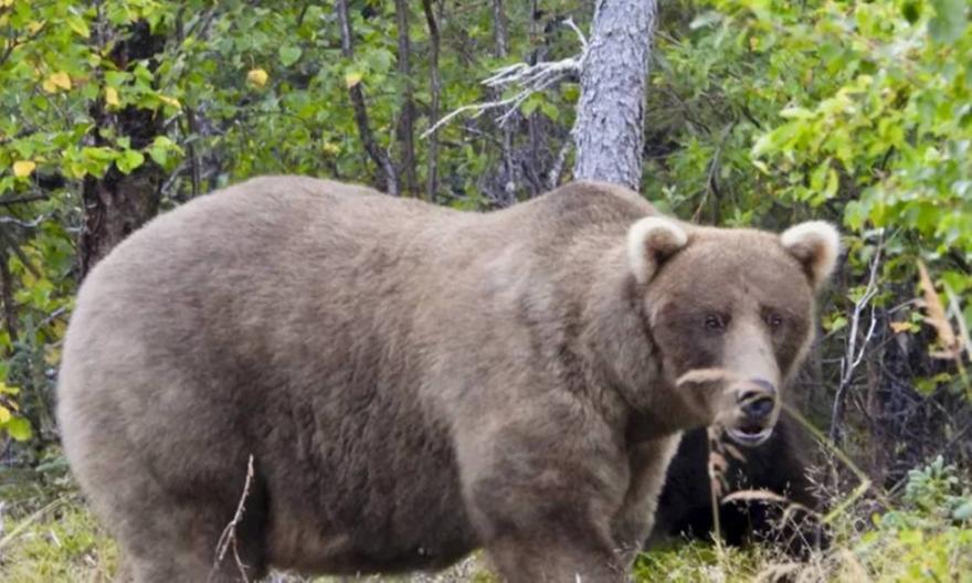 Αρκούδα εμφανίστηκε σε περιοχές του Δήμου Ωραιοκάστρου - Οδηγίες προς τους πολίτες