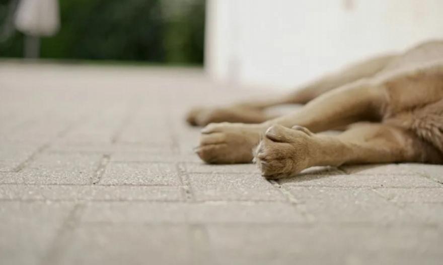 Θεσσαλονίκη: Νεκρό ζώο συντροφιάς σε κάδο – Έρευνα από το Λιμενικό