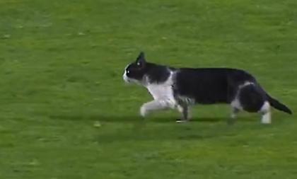 Γάτα διέκοψε το ματς της Σπόρτινγκ