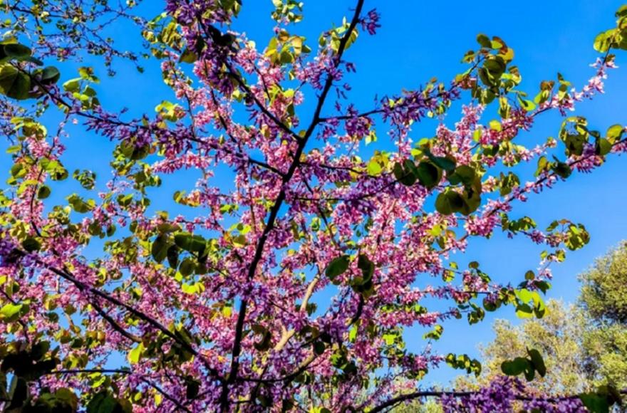 Δευτέρα του Πάσχα: Συννεφιά με ανοιξιάτικες θερμοκρασίες