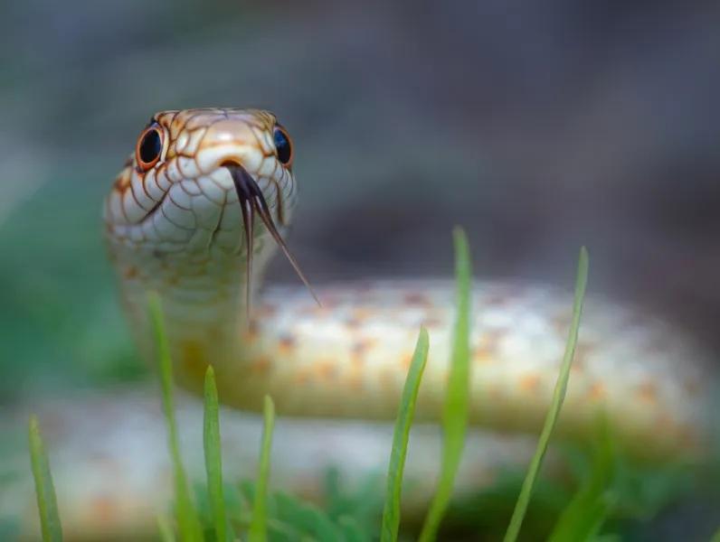 Εκτός κινδύνου ο 13χρονος από τη Σύρο που υπέστη δάγκωμα από φίδι