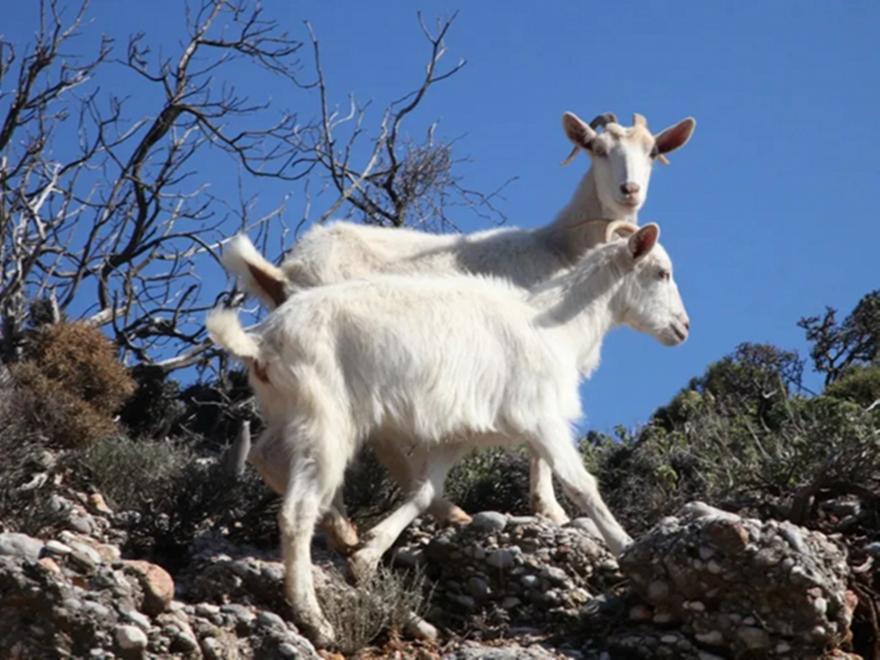 Στα 2.152 τα κρούσματα ευλογιάς αιγοπροβάτων, στις 486.666 οι θανατώσεις