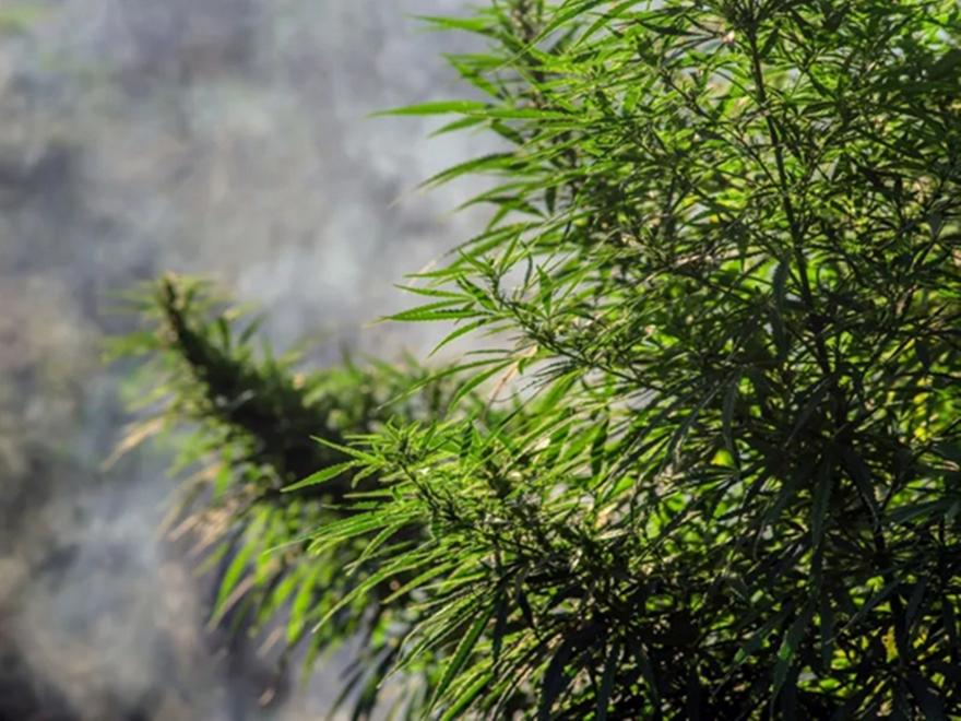 Συνελήφθη άνδρας στο Αίγιο που μετέφερε περισσότερα από 32 κιλά κάνναβης