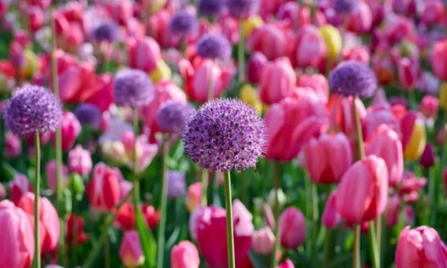 Εορτολόγιo: Ποιοι γιορτάζουν σήμερα, 29 Απριλίου