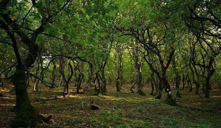Ipsilantis Trail 2026: Δρομείς από όλη την Ελλάδα δίνουν ραντεβού στον Υψηλάντη Ελικώνα