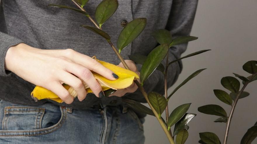 Μπανανόφλουδα με ξύδι: Το DIY μυστικό για πιο υγιή φυτά και λιγότερα έντομα