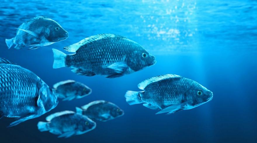 Η λίστα με τα νέα ψάρια και θαλασσινά που «κατέφτασαν» στη Μεσόγειο