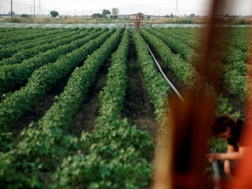 ΟΠΕΚΕΠΕ: Ποινική δίωξη σε βαθμό κακουργήματος στους 22 συλληφθέντες του κυκλώματος της Κρήτης